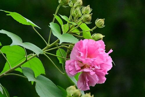 芙蓉花已开,盛夏时节的美丽绽放