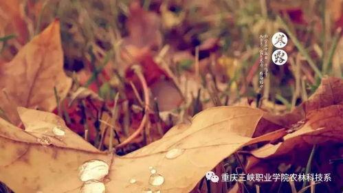 寒露决,揭秘寒露决的神奇功效